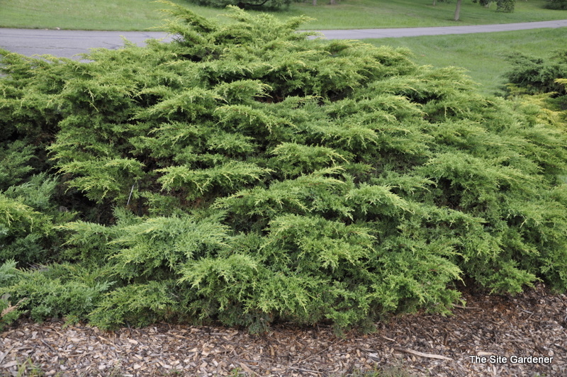 Juniperus chinensis 'Gold Star'